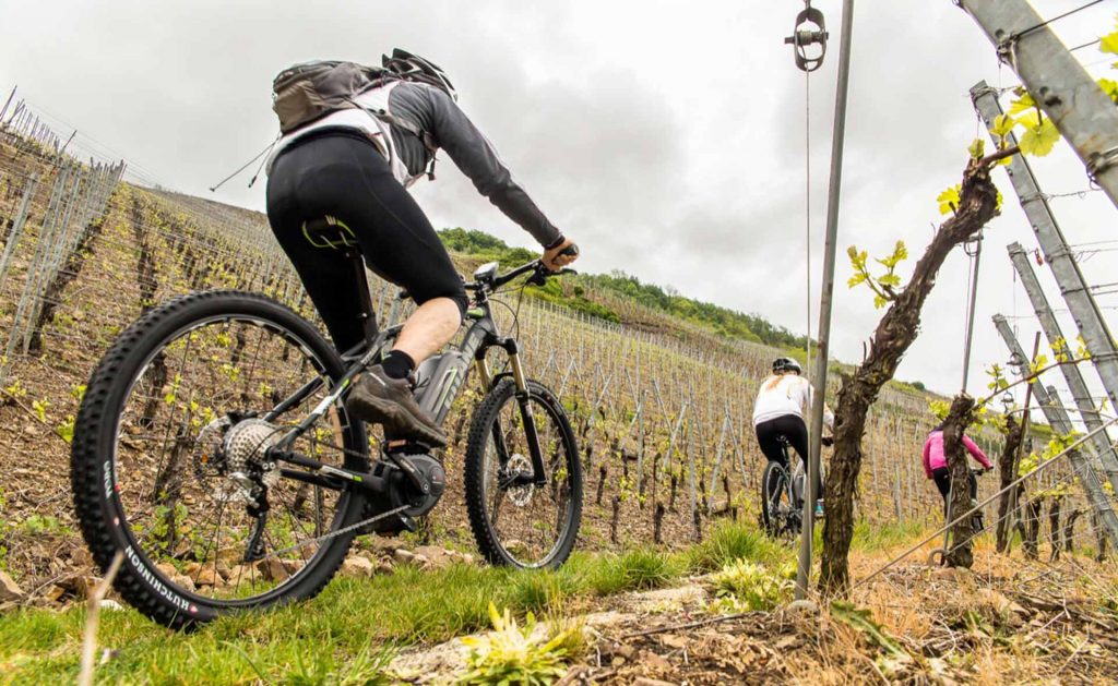 découvrir les vignes d'Alsace en VTT